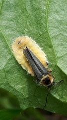 Entomophthoraceae