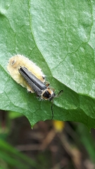 Entomophthoraceae