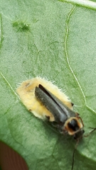 Entomophthoraceae