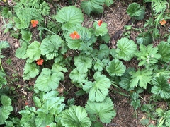 Geum coccineum
