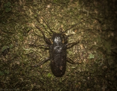 Prosoplus mediofasciatus