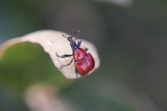 Attelabinae