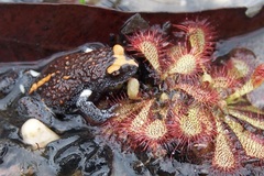 Pseudophryne australis