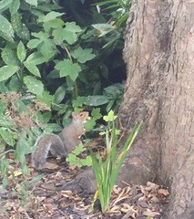 Sciurus carolinensis