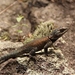 Mountain Spiny Lizard - Photo (c) ronsavage, some rights reserved (CC BY-NC-SA), uploaded by ronsavage