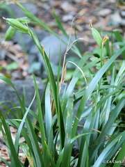 Iris foetidissima