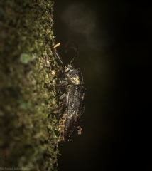 Prosoplus mediofasciatus