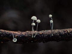 Mycena albidocapillaris