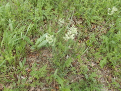 Poa arachnifera
