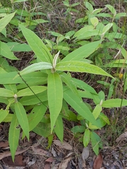 Astrotricha floccosa