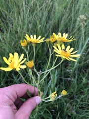 Jacobaea paludosa paludosa