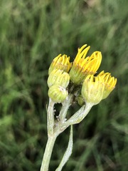 Jacobaea paludosa paludosa