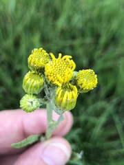 Jacobaea paludosa paludosa