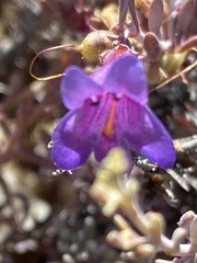 Penstemon californicus
