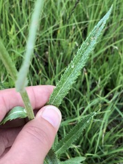 Jacobaea paludosa paludosa