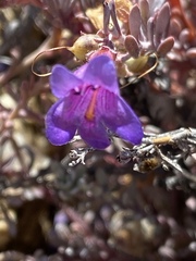 Penstemon californicus