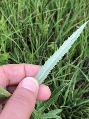 Jacobaea paludosa paludosa