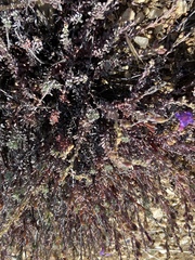 Penstemon californicus