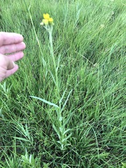 Jacobaea paludosa paludosa