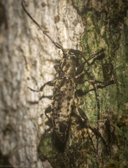 Stenellipsis pantherina