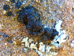 Miriquidica scotopholis