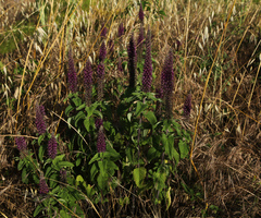 Teucrium hircanicum