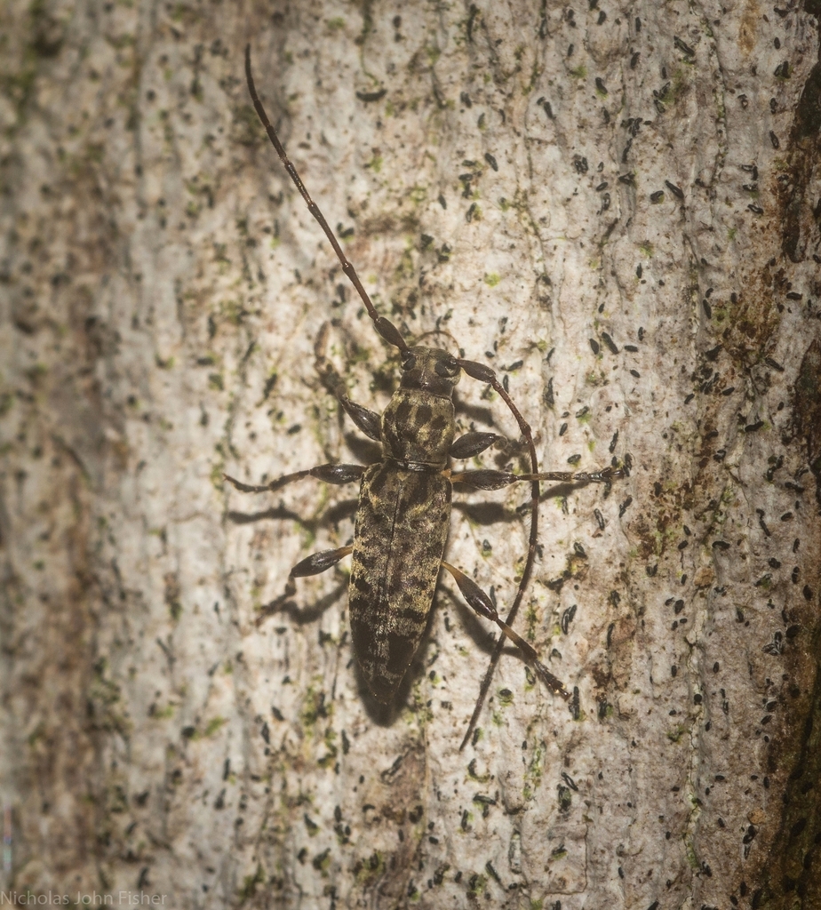 Stenellipsis pantherina