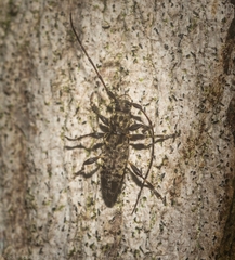 Stenellipsis pantherina