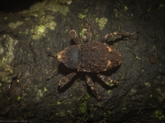 Poropterus bisignatus