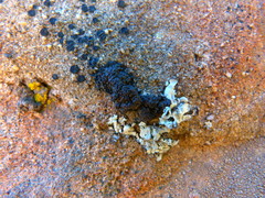 Miriquidica scotopholis