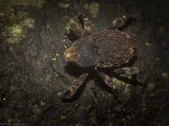 Poropterus bisignatus