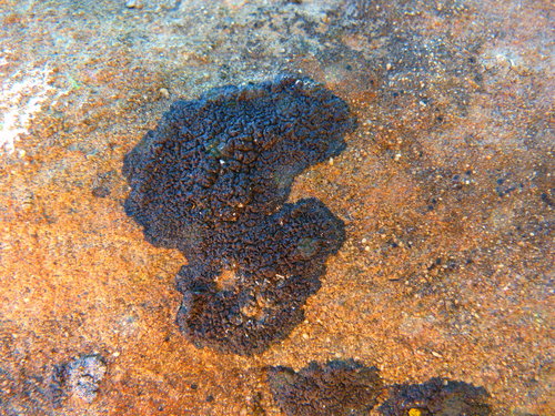 Miriquidica scotopholis image