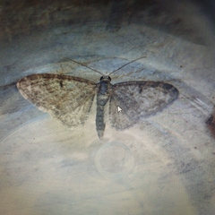Eupithecia vulgata