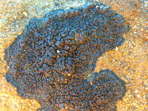Miriquidica scotopholis image