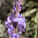 Verbena orcuttiana - Photo (c) Erik Meling, some rights reserved (CC BY-NC), uploaded by Erik Meling