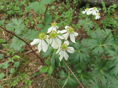 Anemonastrum biarmiense