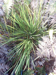 Aciphylla traversii