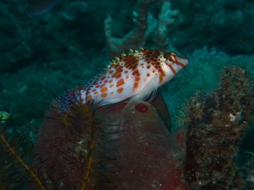 Photo of Falco hawkfish (Cirrhitichthys falco)