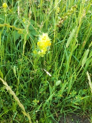 Rhinanthus alectorolophus
