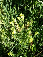 Rhinanthus alectorolophus