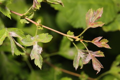 Podosphaera clandestina