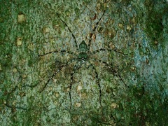 Heteropodinae