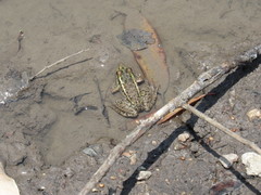 Lithobates neovolcanicus
