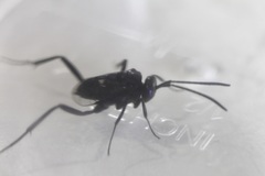 Evania appendigaster