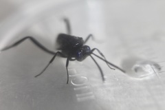 Evania appendigaster