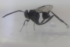 Evania appendigaster