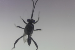 Evania appendigaster