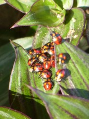 Pentatomidae