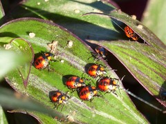 Pentatomidae