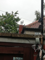 Columba livia domestica